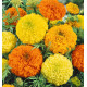 Blomsterfrø | Tagetes blomsterfrø 45500A154