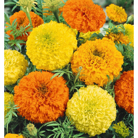 Blomsterfrø | Tagetes blomsterfrø 45500A154